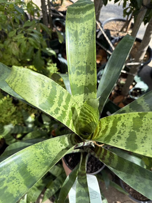 Bromeliad 'Splendide' (Vriesea)