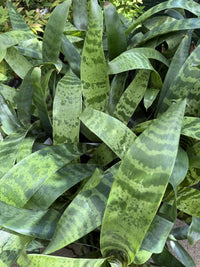 Bromeliad 'Splendide' (Vriesea)