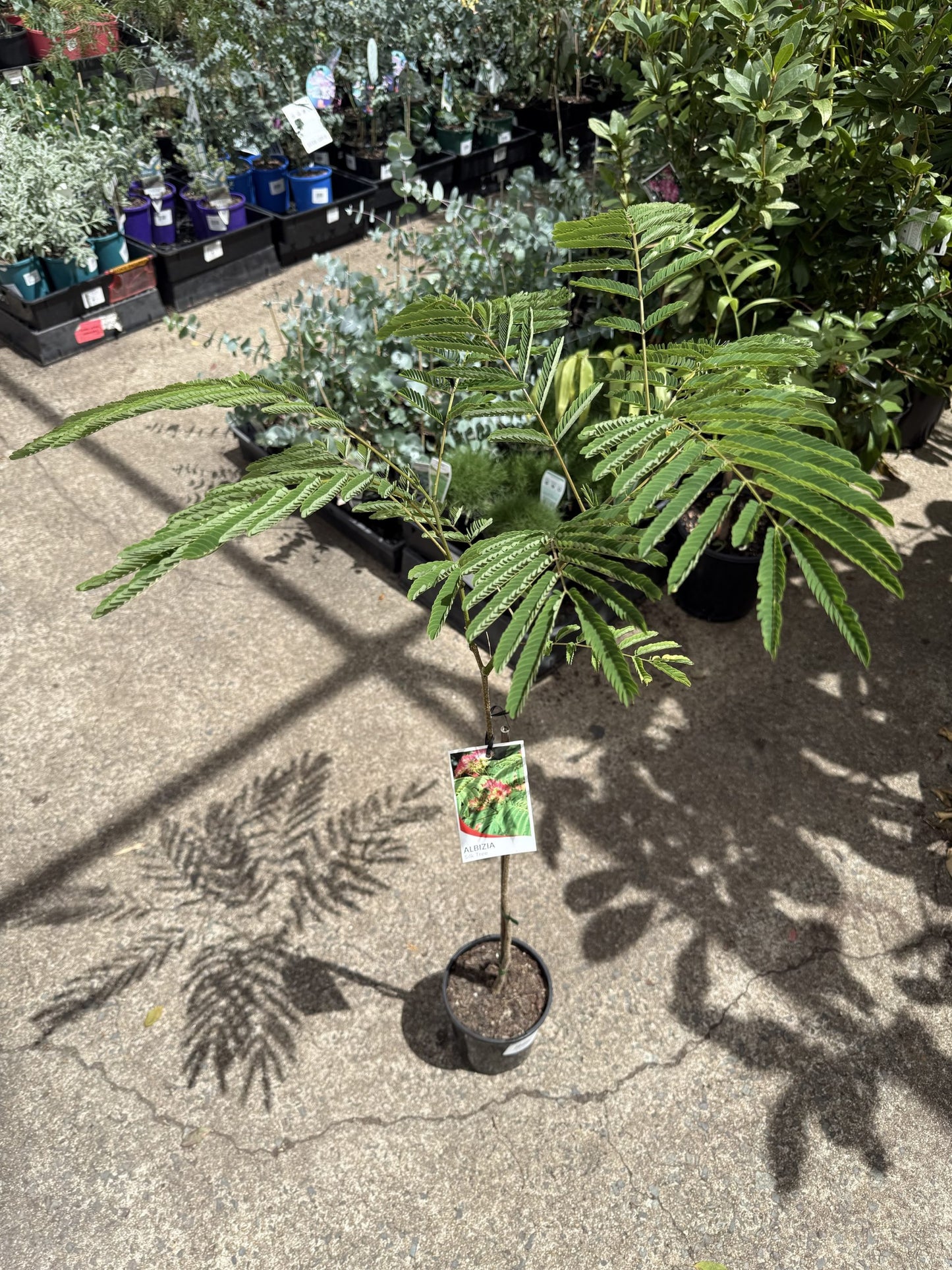 Silk Tree Pink (Albizia julibrissin)