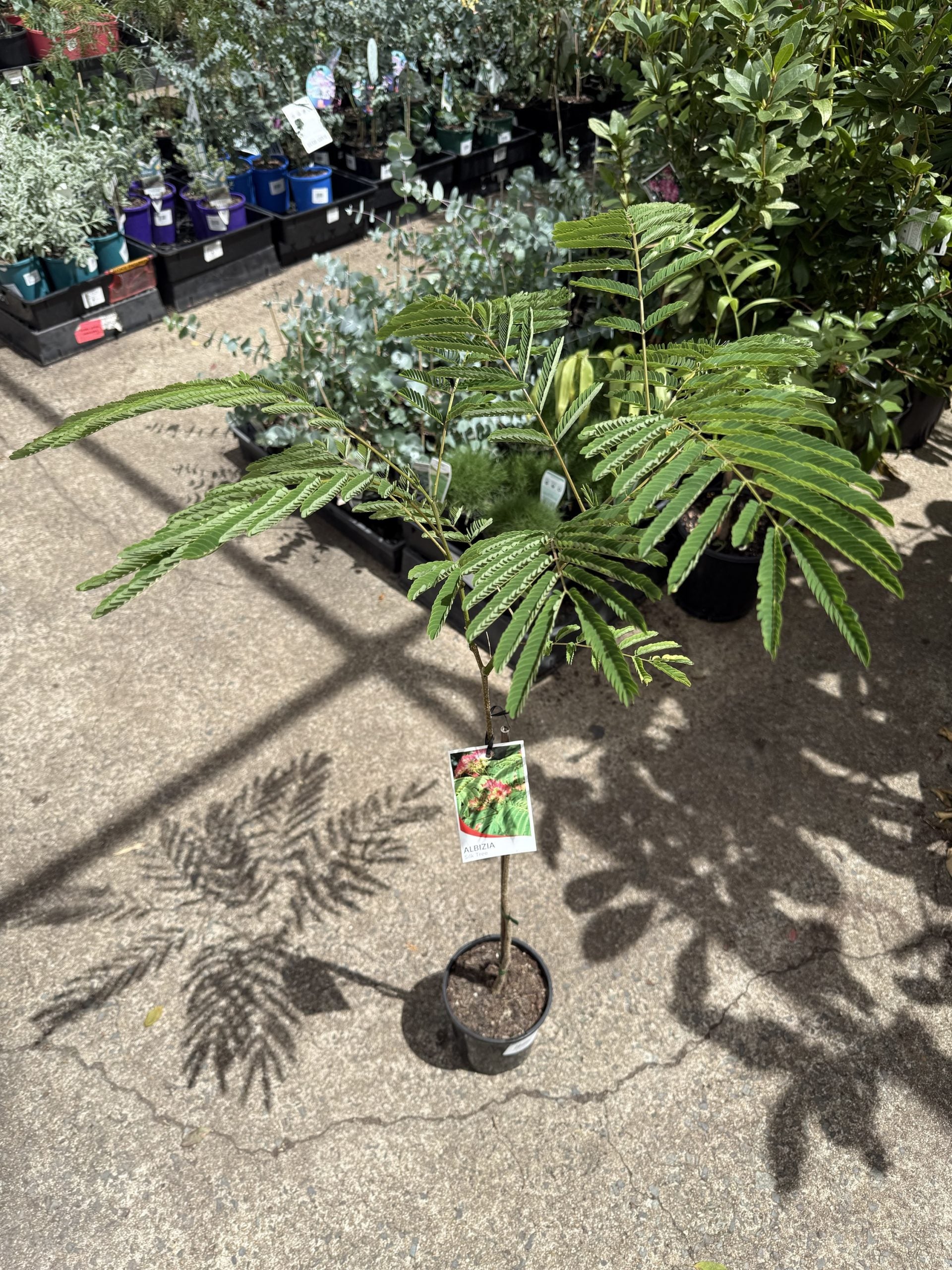 Silk Tree Pink (Albizia julibrissin)