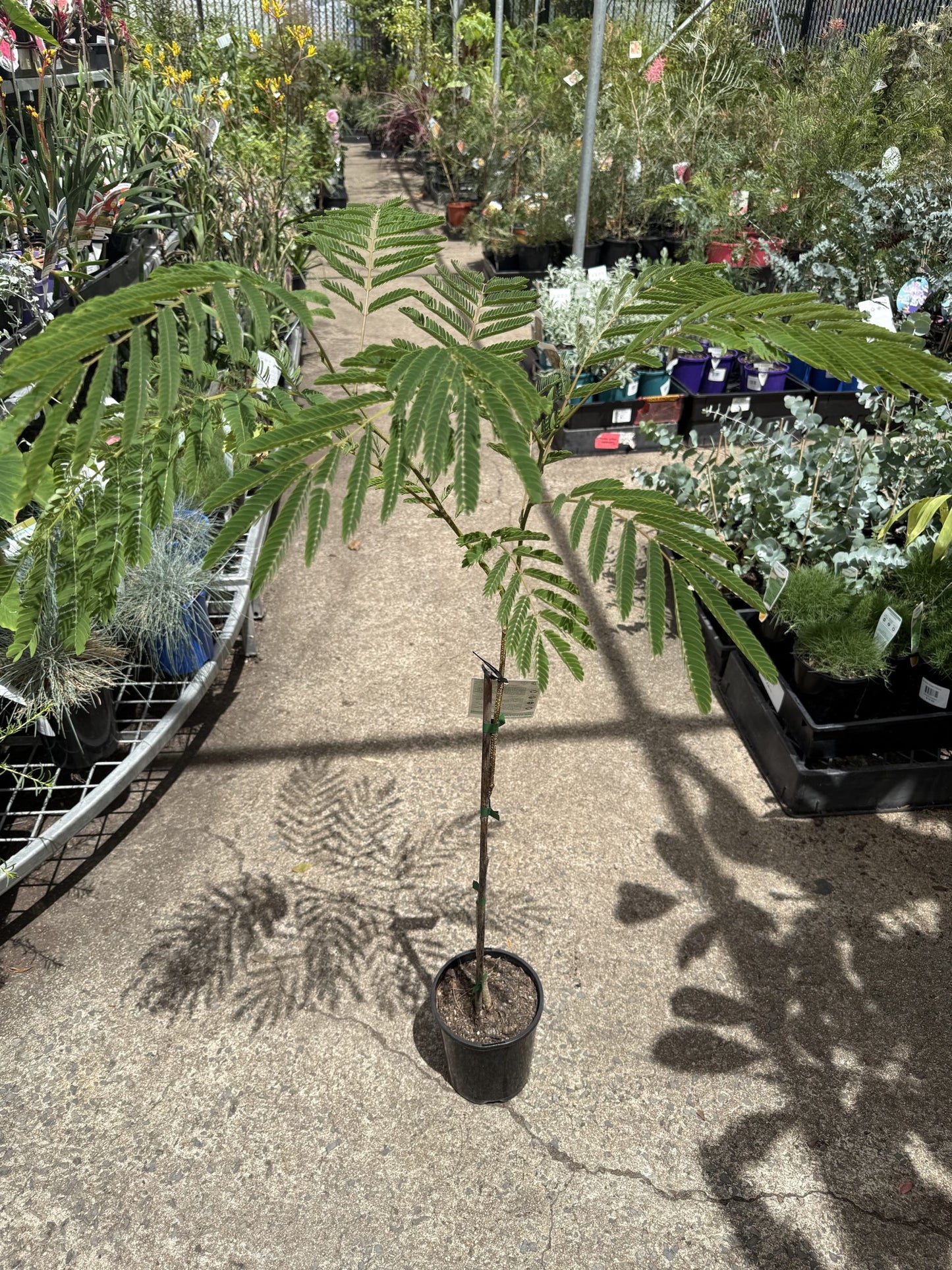Silk Tree Pink (Albizia julibrissin)