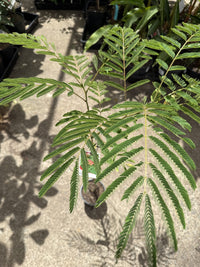 Silk Tree Pink (Albizia julibrissin)