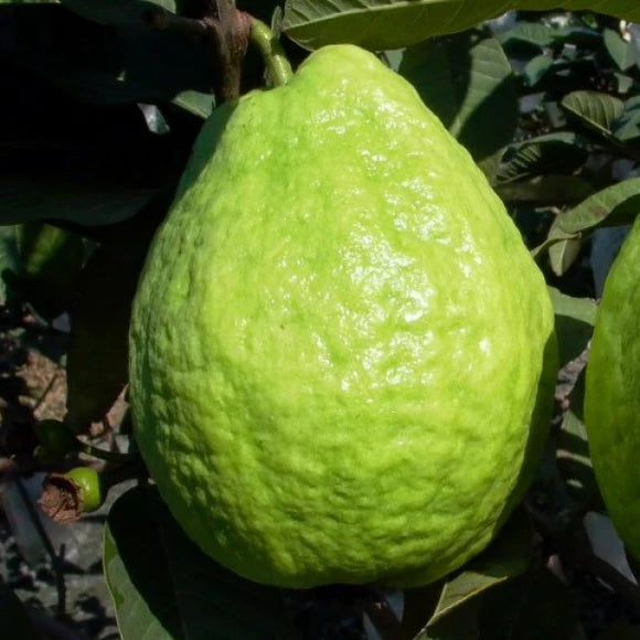 Guava ‘Pearl White’