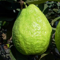 Guava ‘Pearl White’