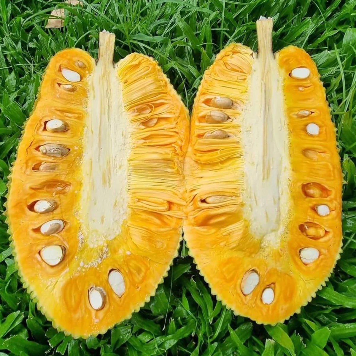 Jackfruit ‘J33’ - Ladybird Nursery