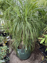 Ponytail Palm 100Ltr Bag (Pickup Only)