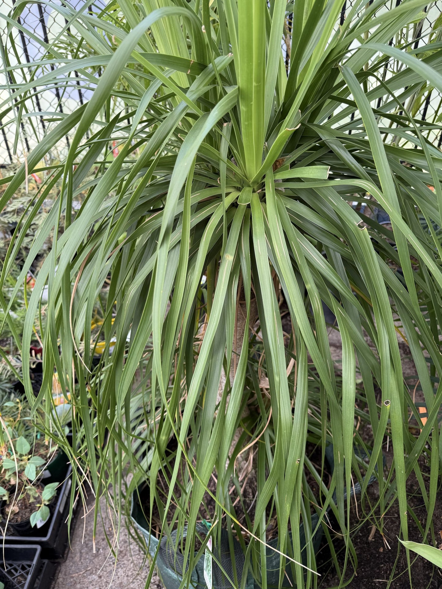 Ponytail Palm 100Ltr Bag (Pickup Only)