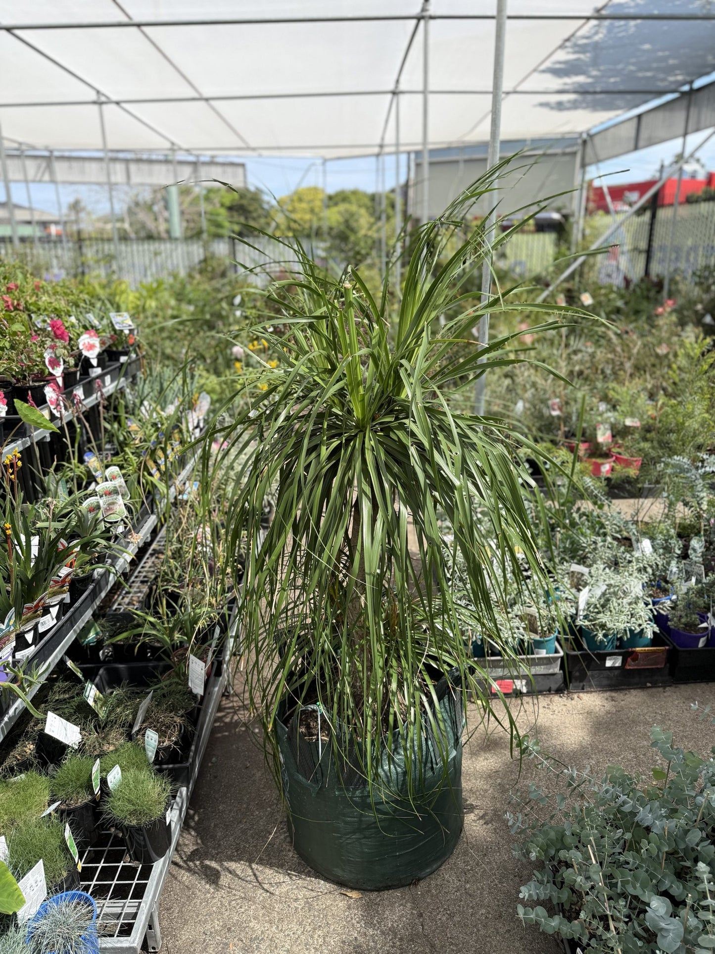 Ponytail Palm 100Ltr Bag (Pickup Only)