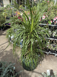 Ponytail Palm 100Ltr Bag (Pickup Only)