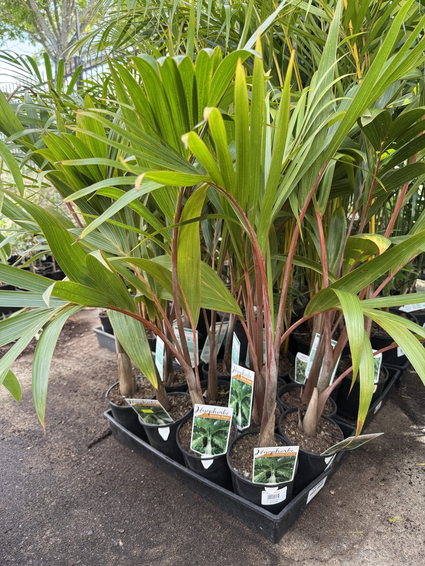 Bottle Palm (Hyophorbe lagenicaulis)