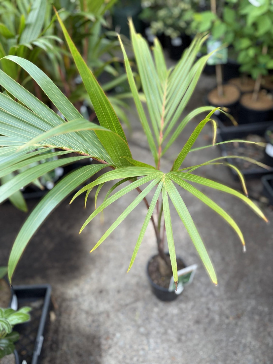 Bottle Palm (Hyophorbe lagenicaulis) - Ladybird Nursery