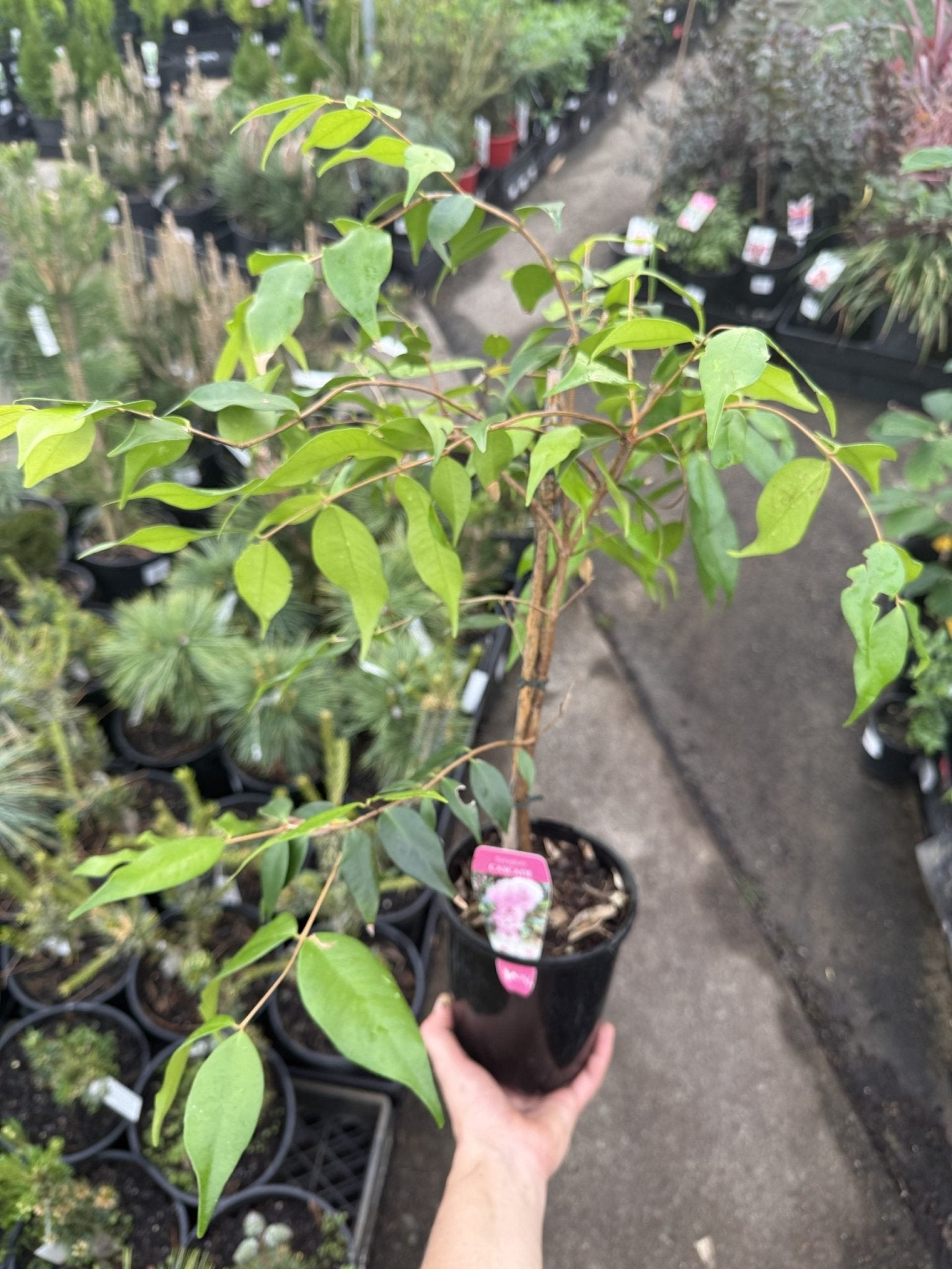 Lilly Pilly ‘Pink Cascade’ (Syzygium australe) - Ladybird Nursery