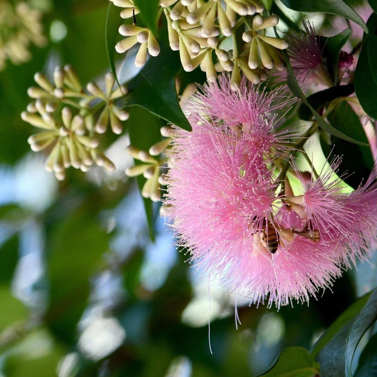 Lilly Pilly ‘Pink Cascade’ (Syzygium australe)