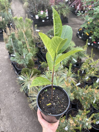 Jackfruit ‘J33’ - Ladybird Nursery