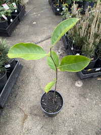 Jackfruit 'Red Crispy'