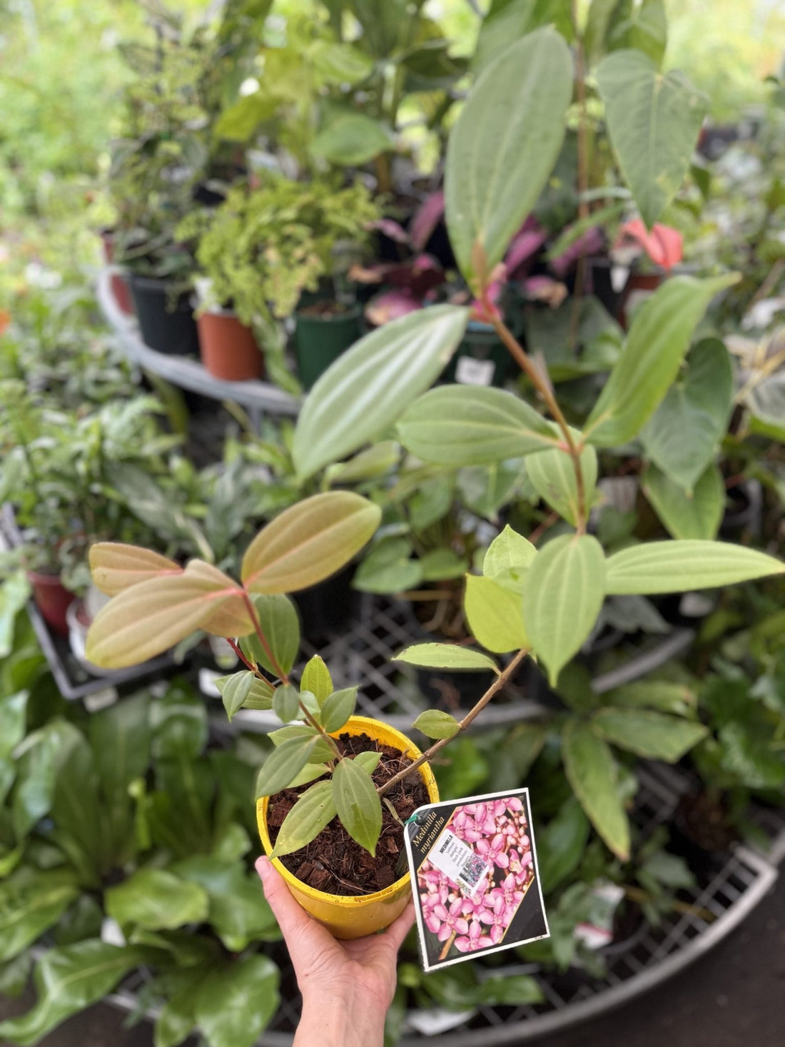 Medinilla ‘Salmon Delight’ (Medinilla magnifica) - Ladybird Nursery