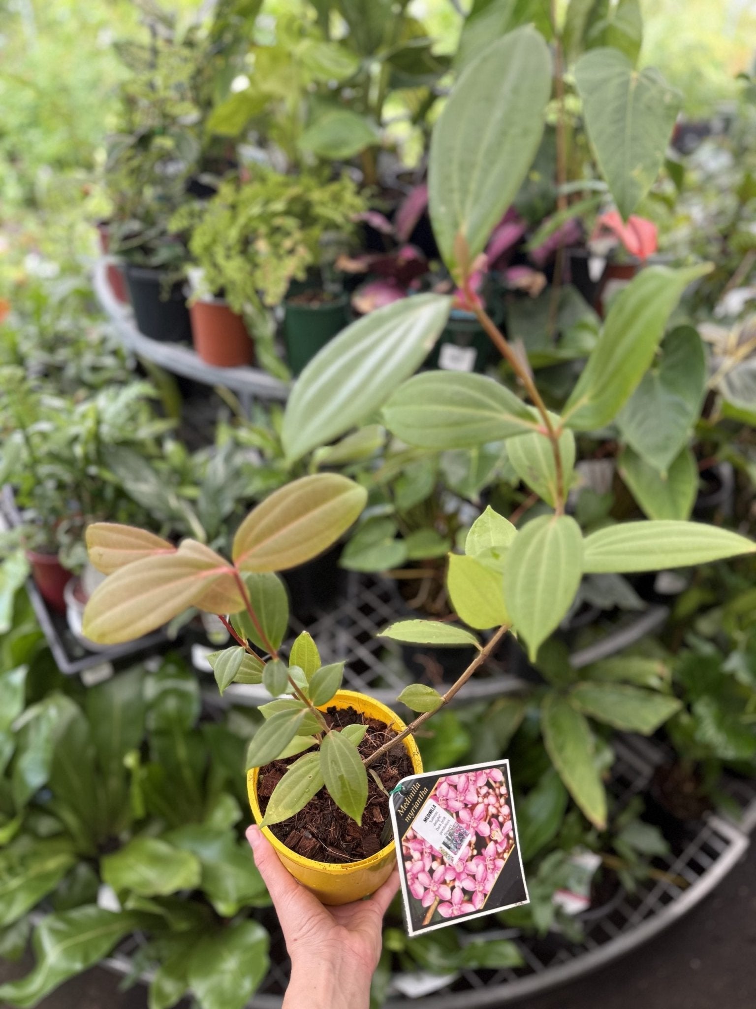 Medinilla ‘Salmon Delight’ (Medinilla magnifica) - Ladybird Nursery