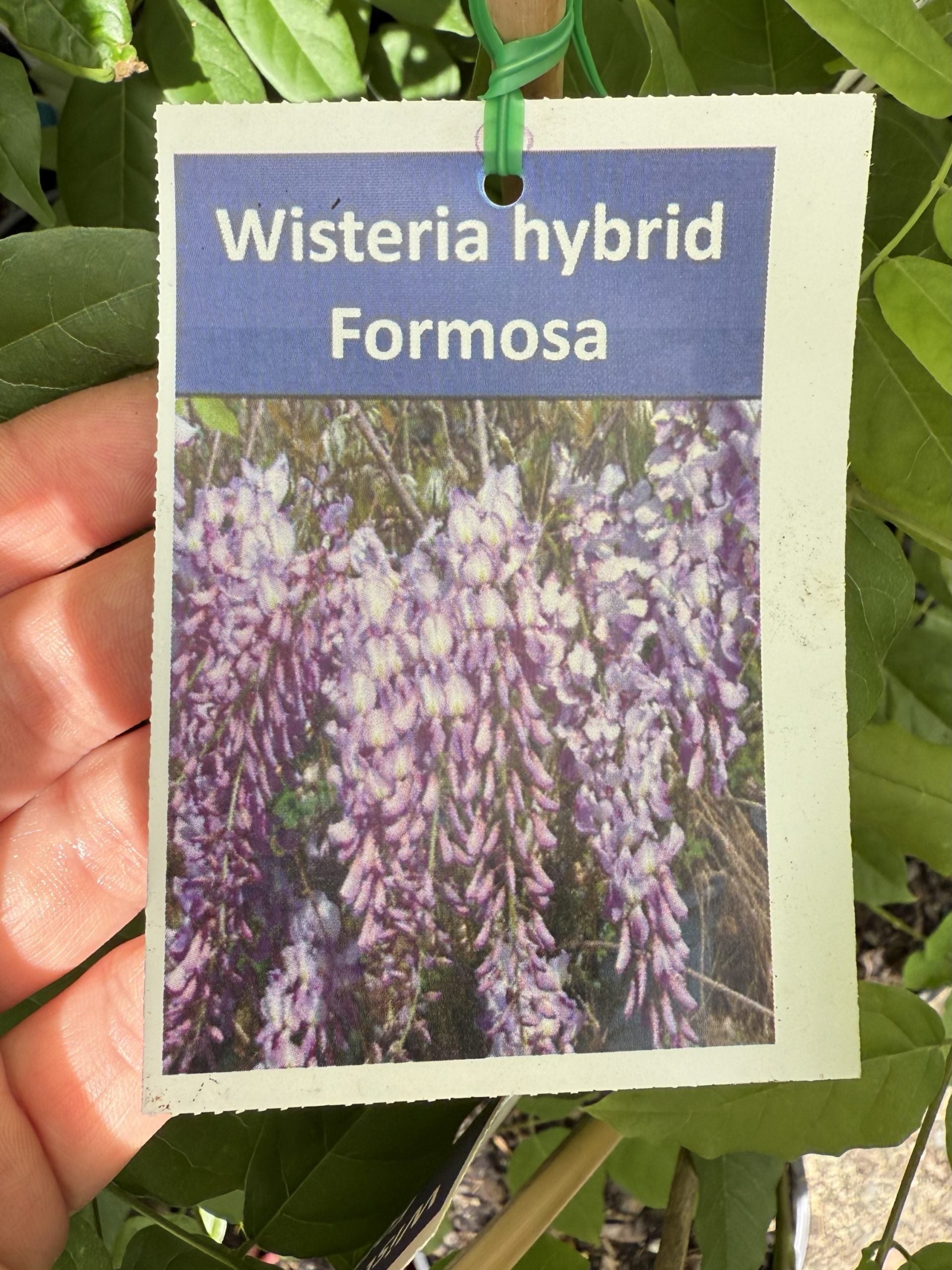 Wisteria formosa (Hybrid)