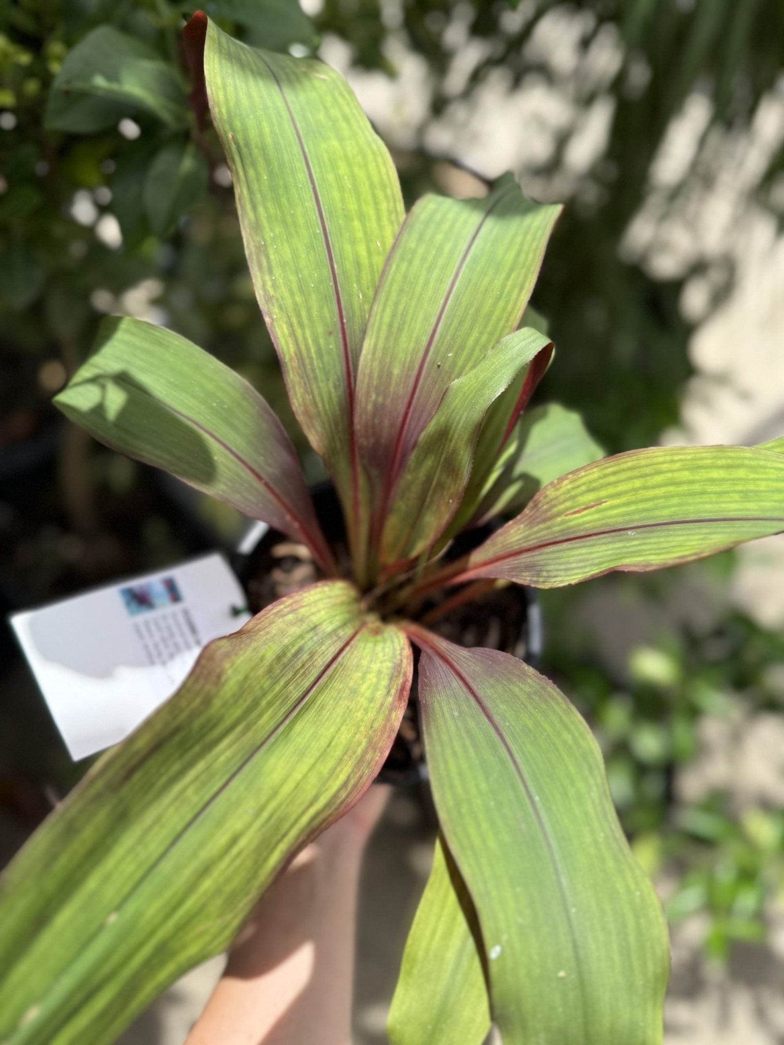 Bromeliad Red Pitcairnia (Pitcairnia sanguinea) - Ladybird Nursery
