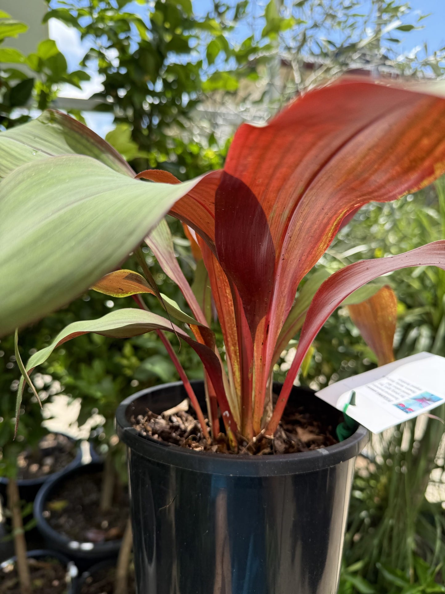 Bromeliad Red Pitcairnia (Pitcairnia sanguinea)