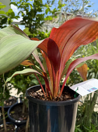 Bromeliad Red Pitcairnia (Pitcairnia sanguinea) - Ladybird Nursery
