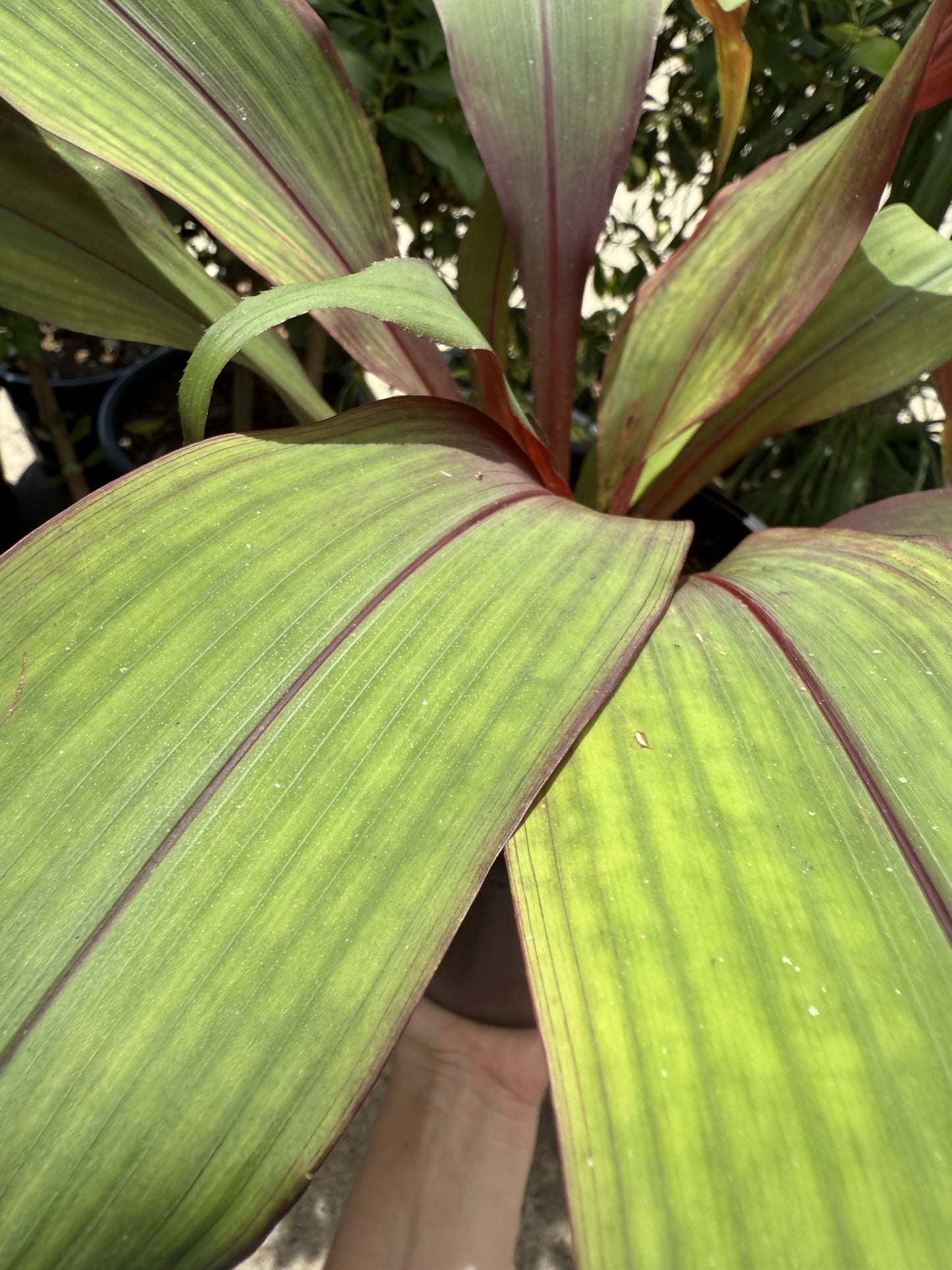 Bromeliad Red Pitcairnia (Pitcairnia sanguinea)