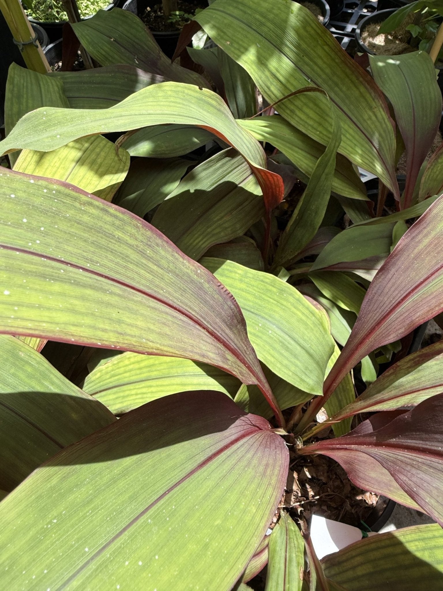 Bromeliad Red Pitcairnia (Pitcairnia sanguinea) - Ladybird Nursery