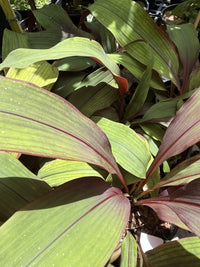 Bromeliad Red Pitcairnia (Pitcairnia sanguinea)