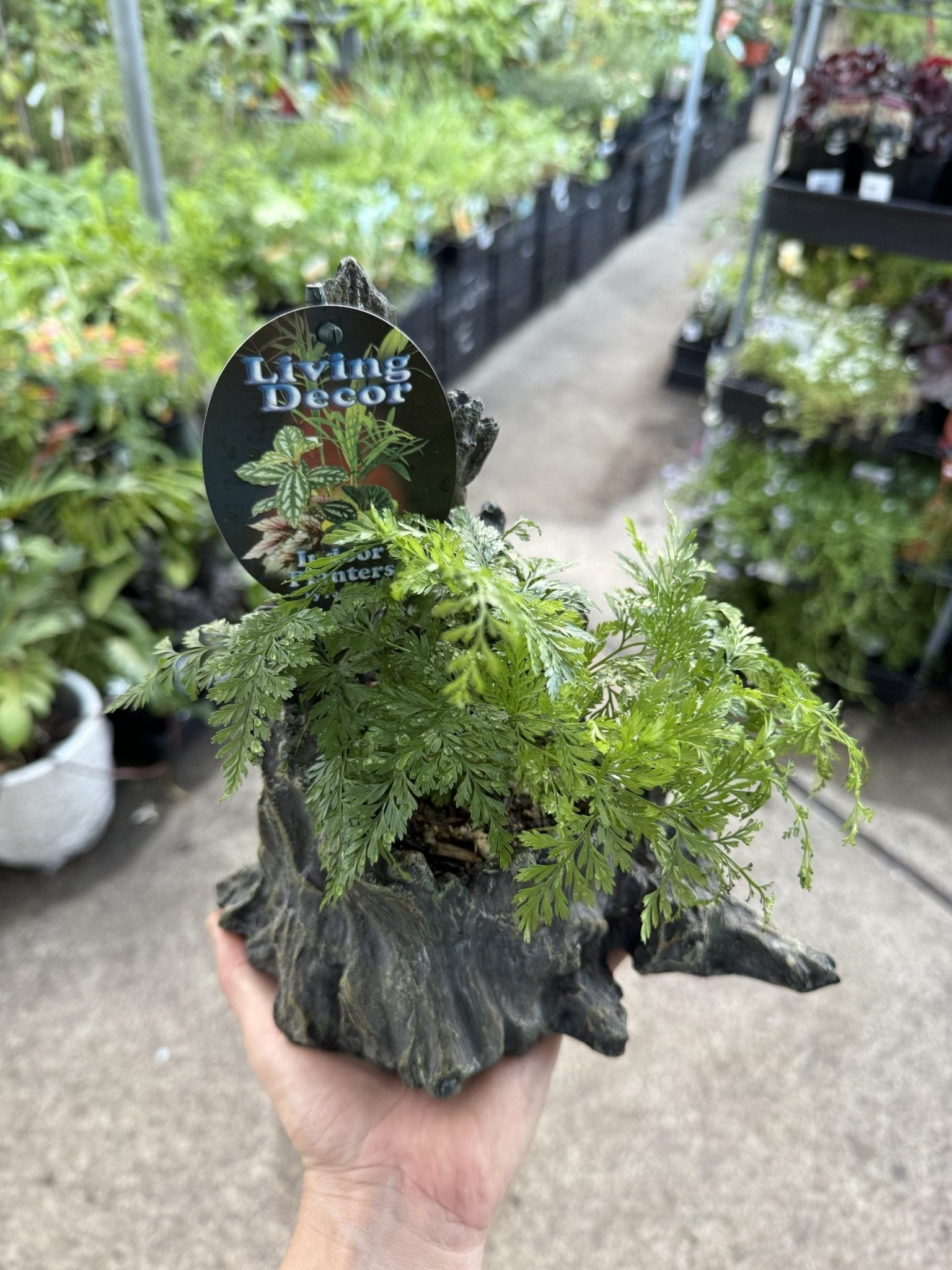 Single Planted Log Planter (Assorted Indoor Plant) - Ladybird Nursery