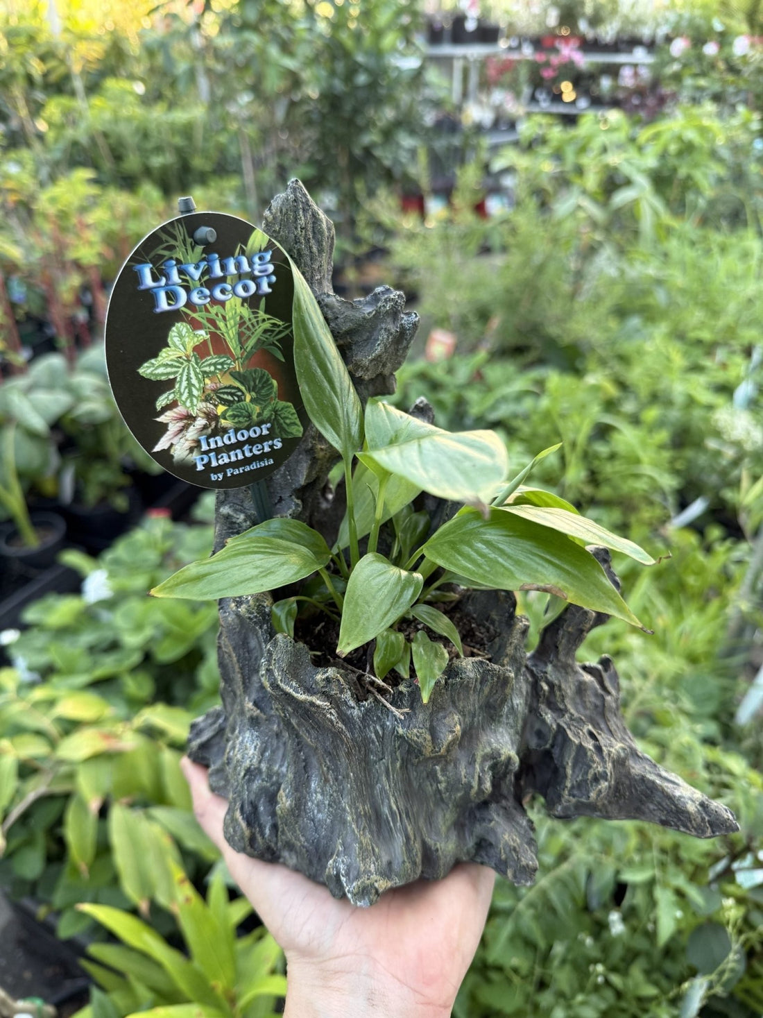 Single Planted Log Planter (Assorted Indoor Plant) - Ladybird Nursery