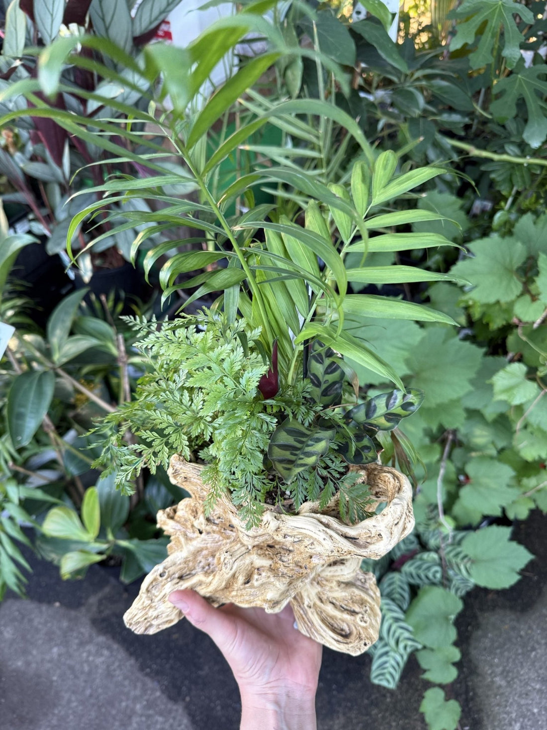 Multi Planted Log Planter (Assorted Indoor Plants) - Ladybird Nursery