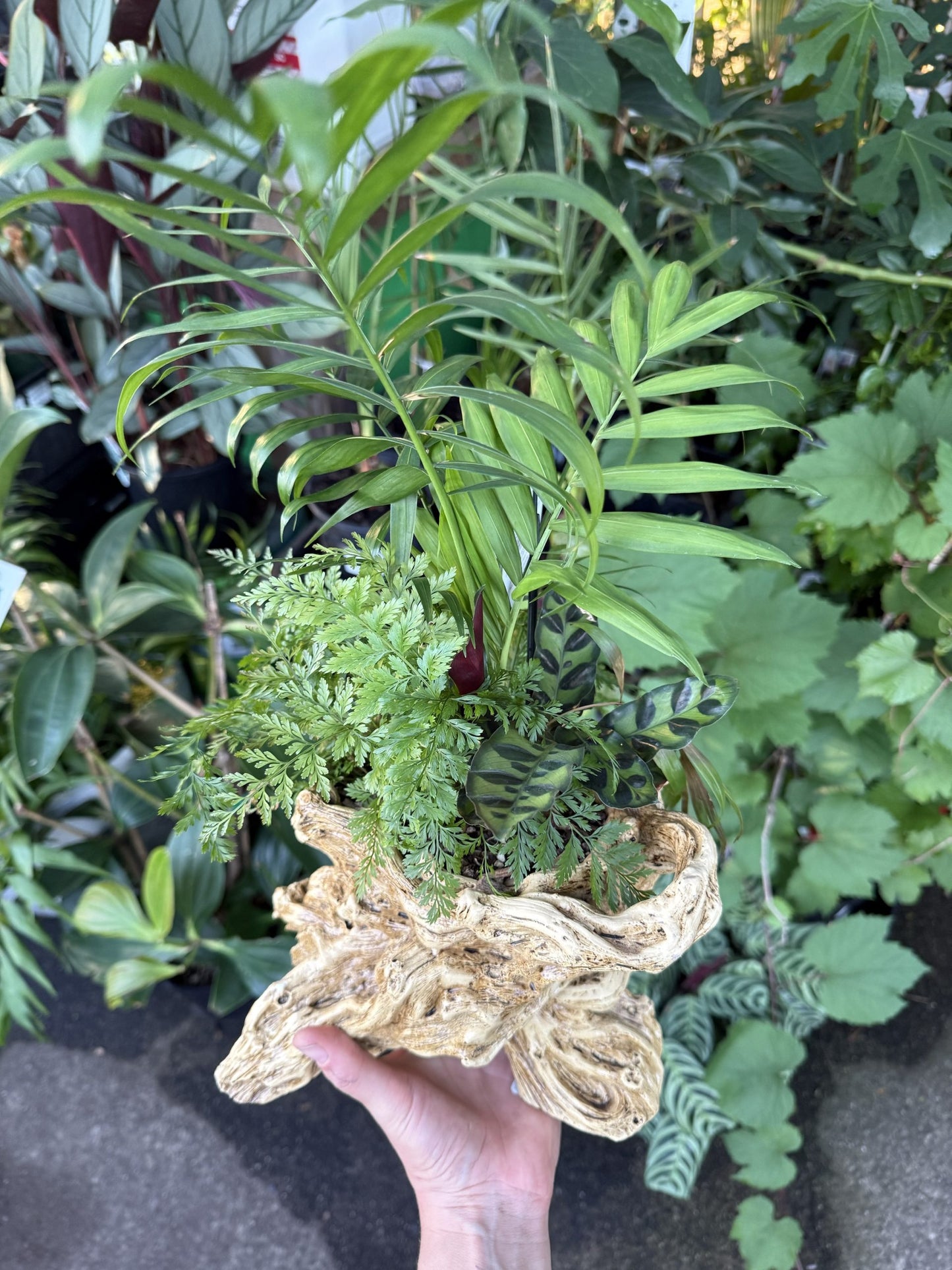 Multi Planted Log Planter (Assorted Indoor Plants)