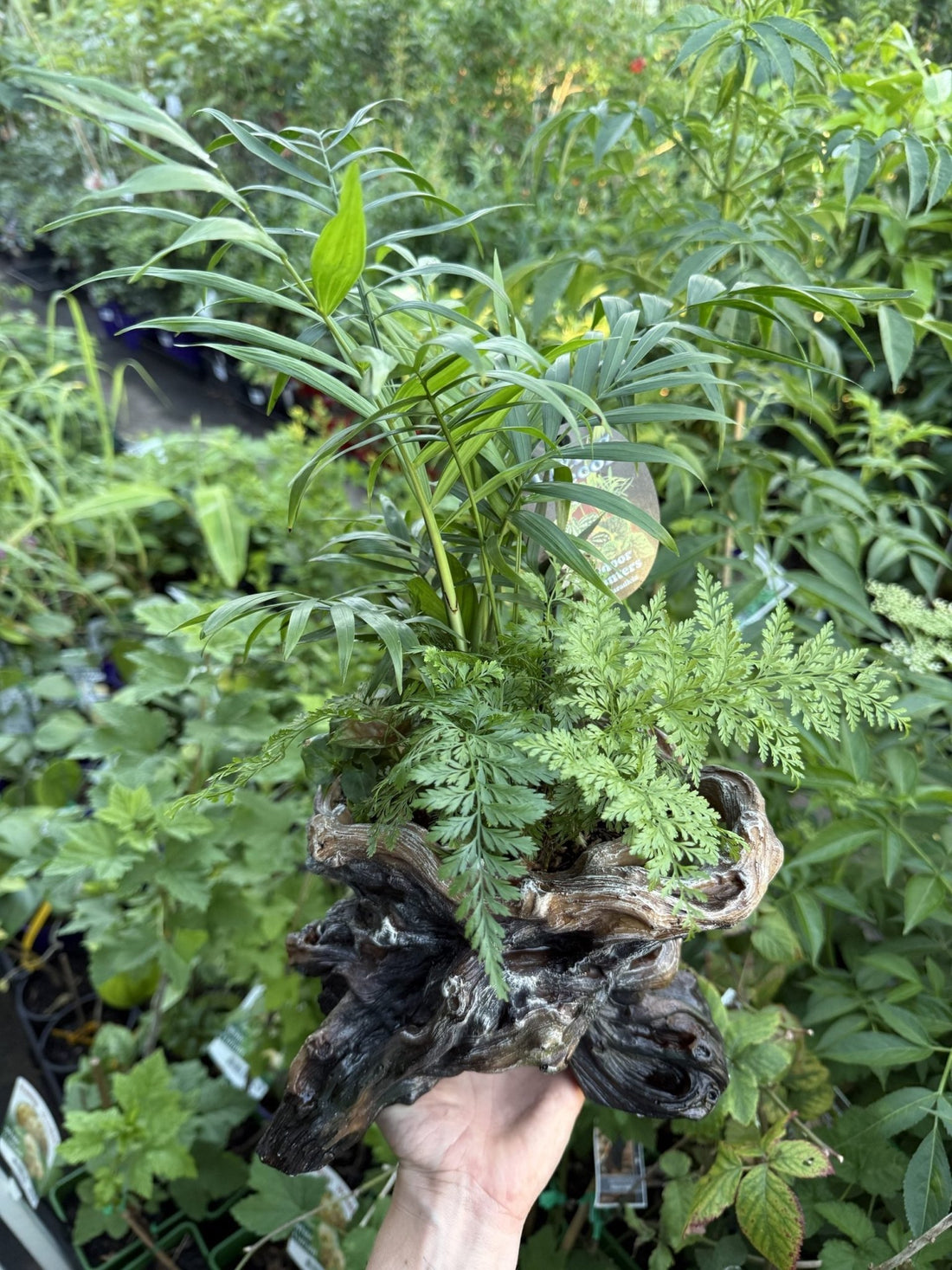 Multi Planted Log Planter (Assorted Indoor Plants) - Ladybird Nursery