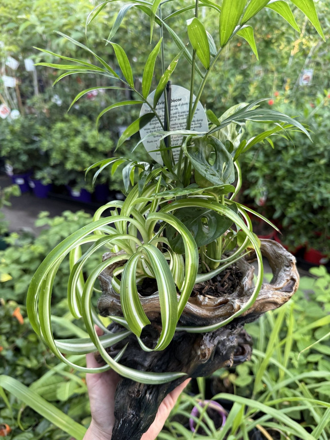 Multi Planted Log Planter (Assorted Indoor Plants) - Ladybird Nursery