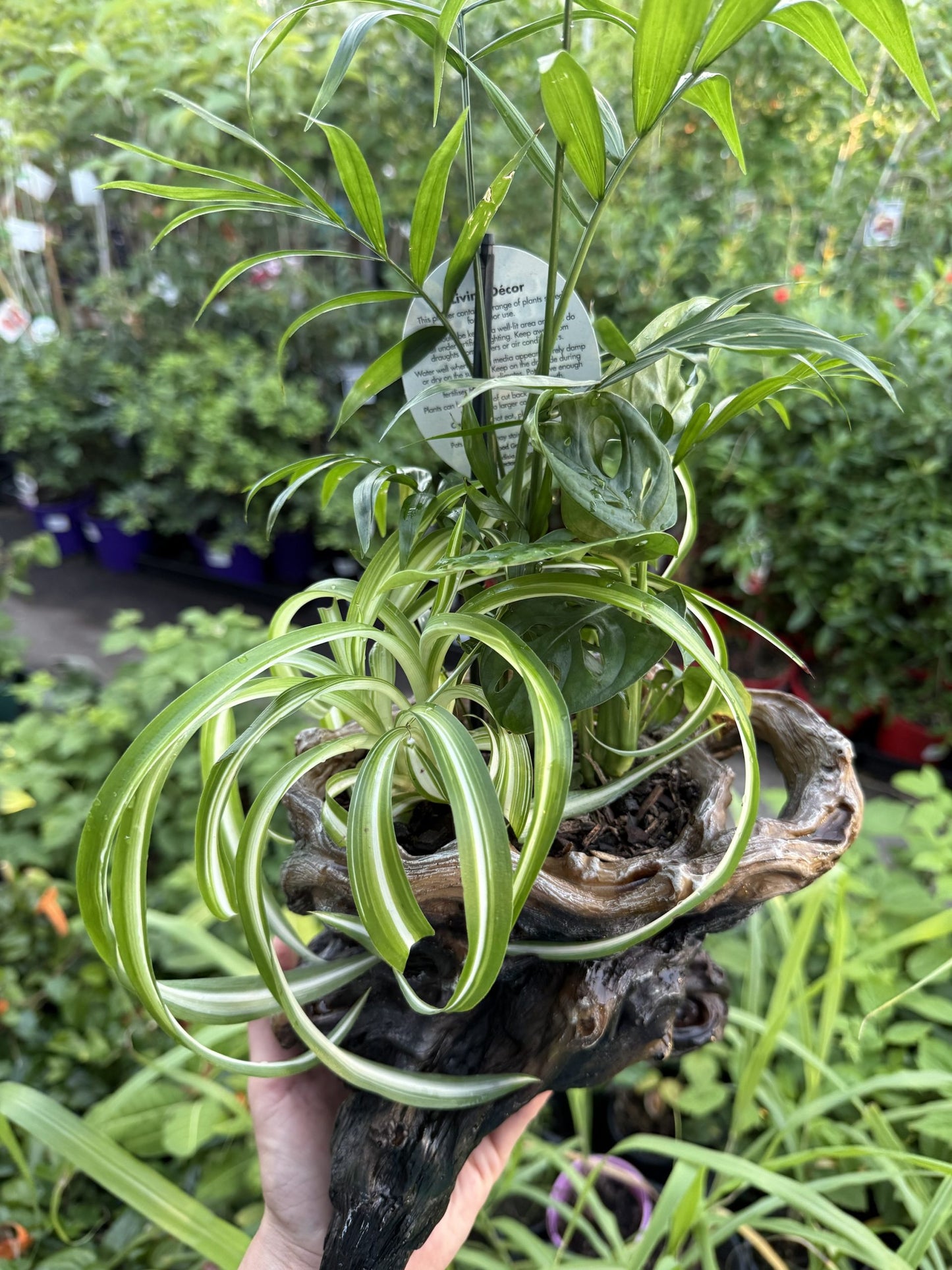 Multi Planted Log Planter (Assorted Indoor Plants)