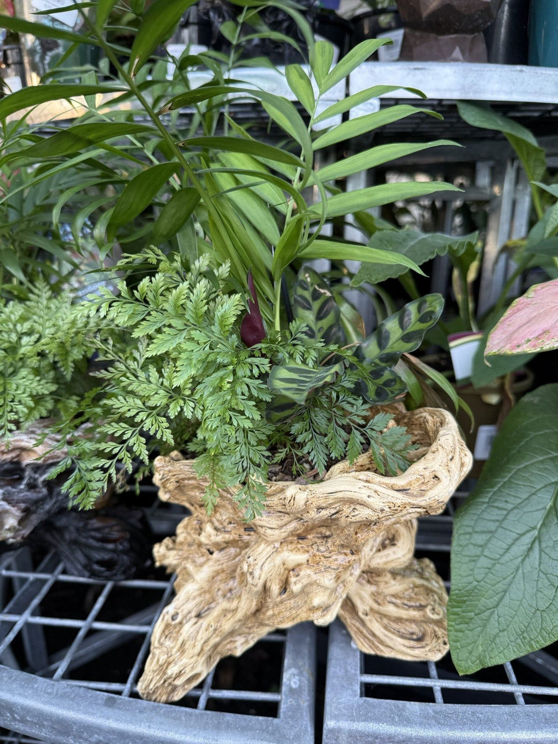 Multi Planted Log Planter (Assorted Indoor Plants) - Ladybird Nursery