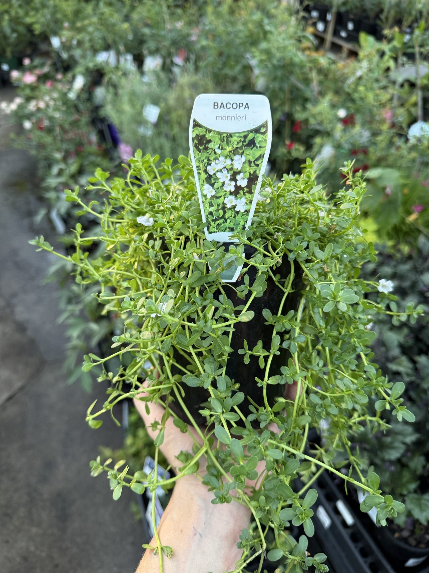 Herb of Grace (Bacopa monnieri)
