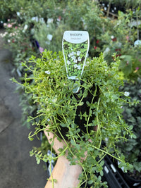 Herb of Grace (Bacopa monnieri) - Ladybird Nursery