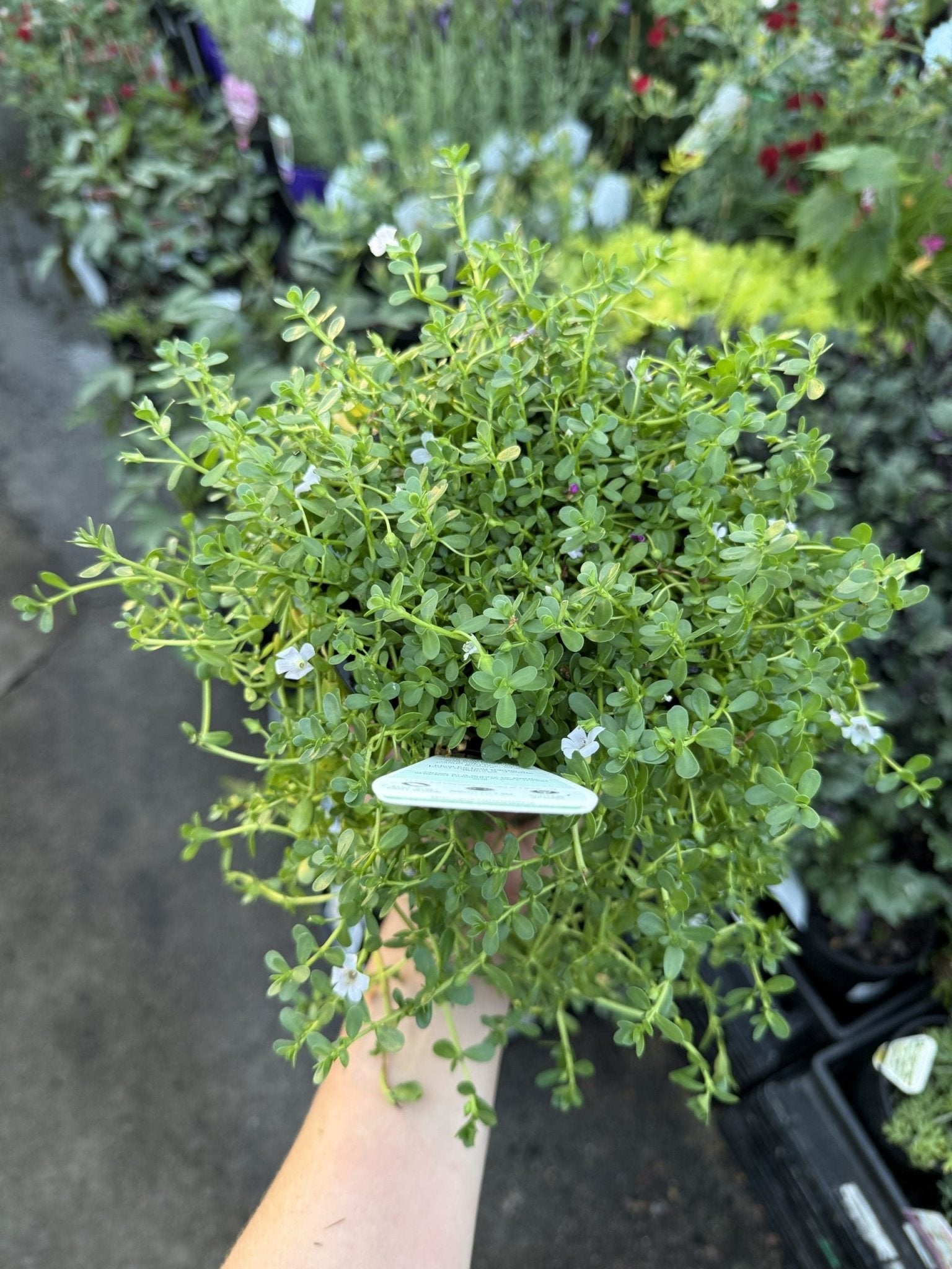 Herb of Grace (Bacopa monnieri) - Ladybird Nursery