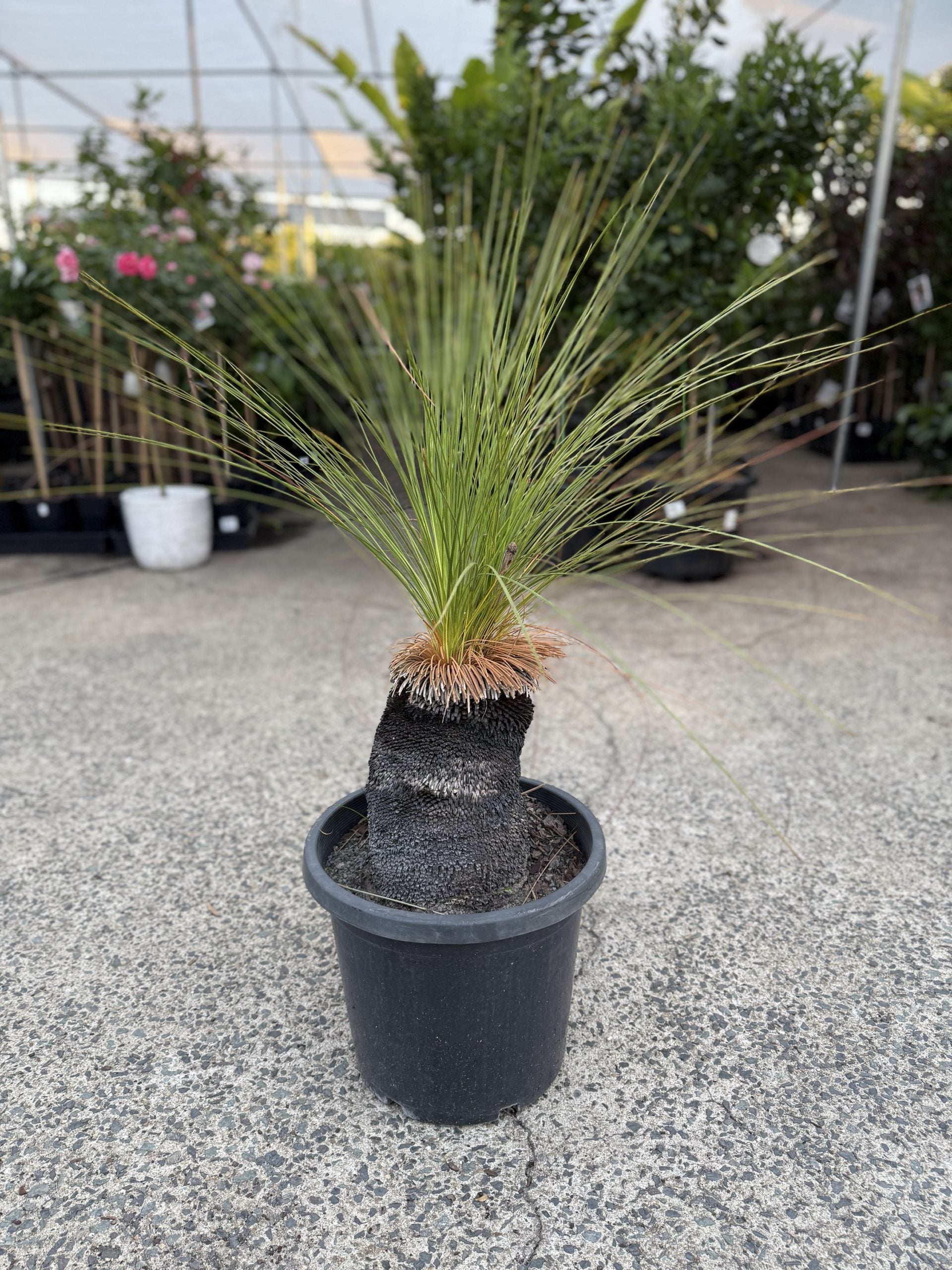 Grass Tree (Size D)  PICK UP ONLY