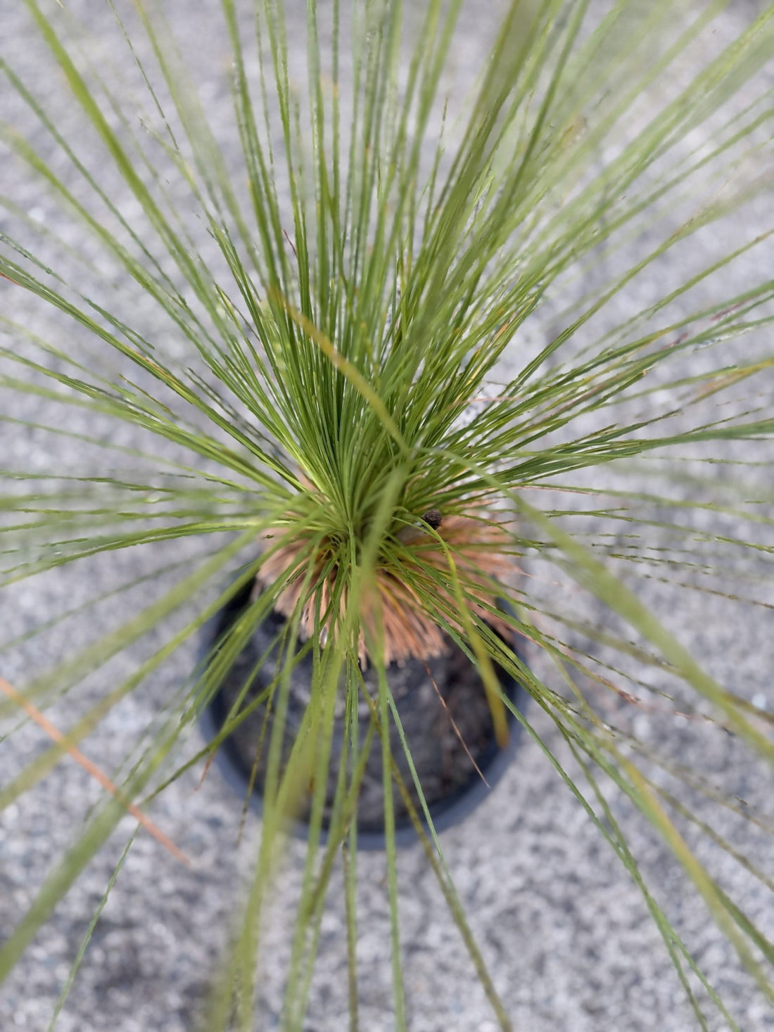Grass Tree (Size D) PICK UP ONLY - Ladybird Nursery