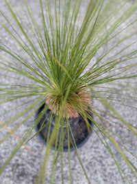 Grass Tree (Size D)  PICK UP ONLY