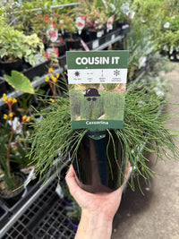 Cousin It (Casuarina glauca) - Ladybird Nursery