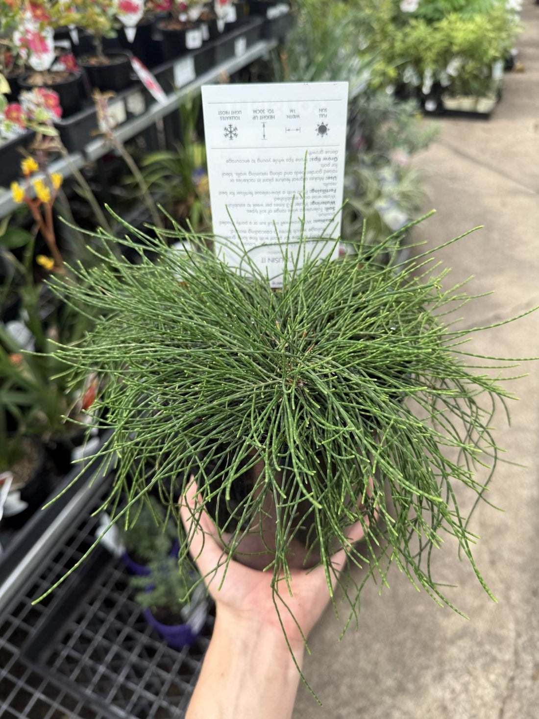 Cousin It (Casuarina glauca) - Ladybird Nursery