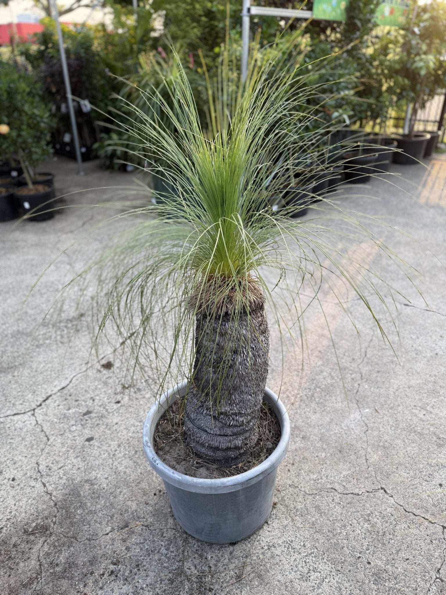 Grass Tree (Size G) PICK UP ONLY - Ladybird Nursery