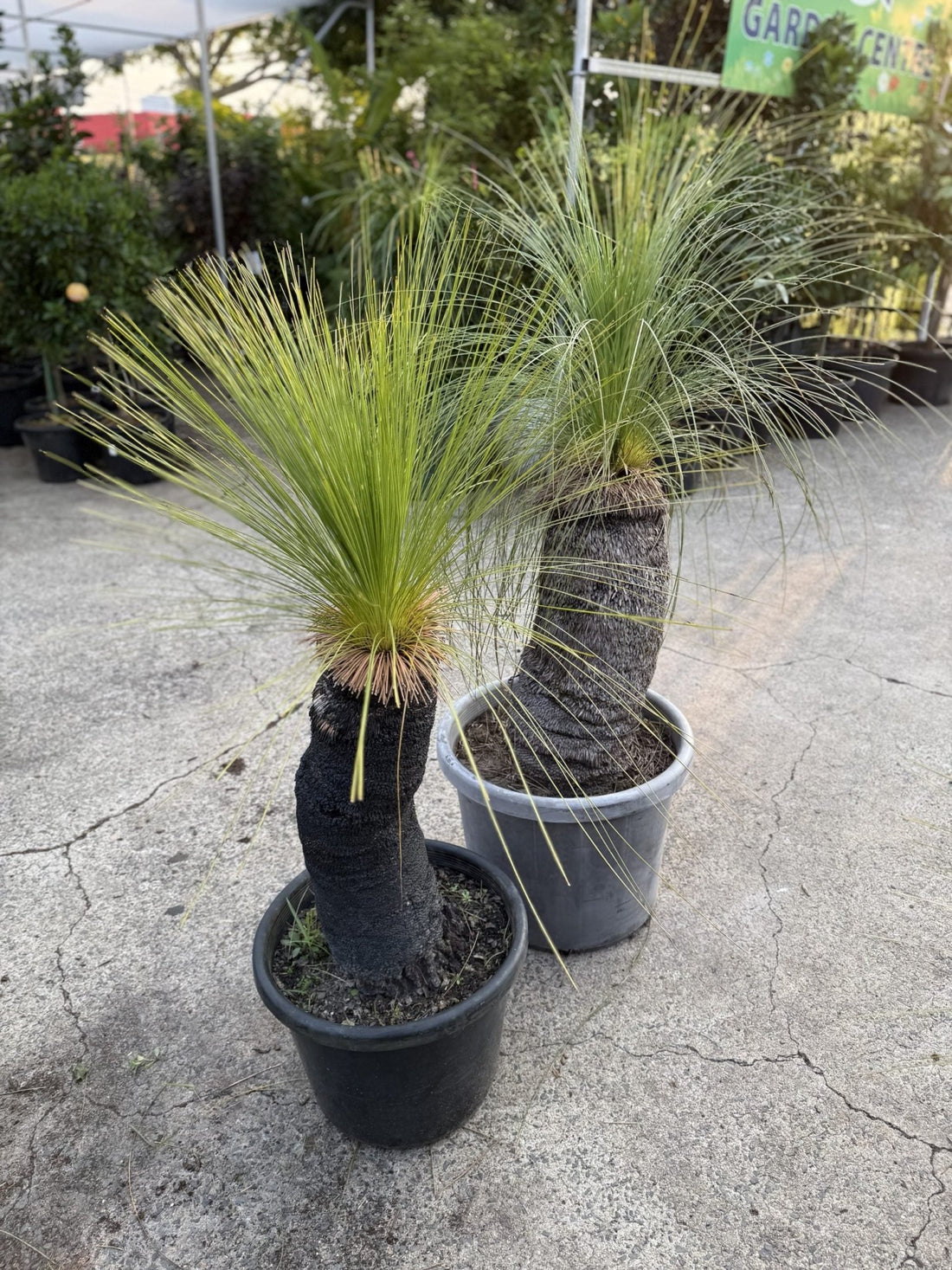 Grass Tree (Size G) PICK UP ONLY - Ladybird Nursery