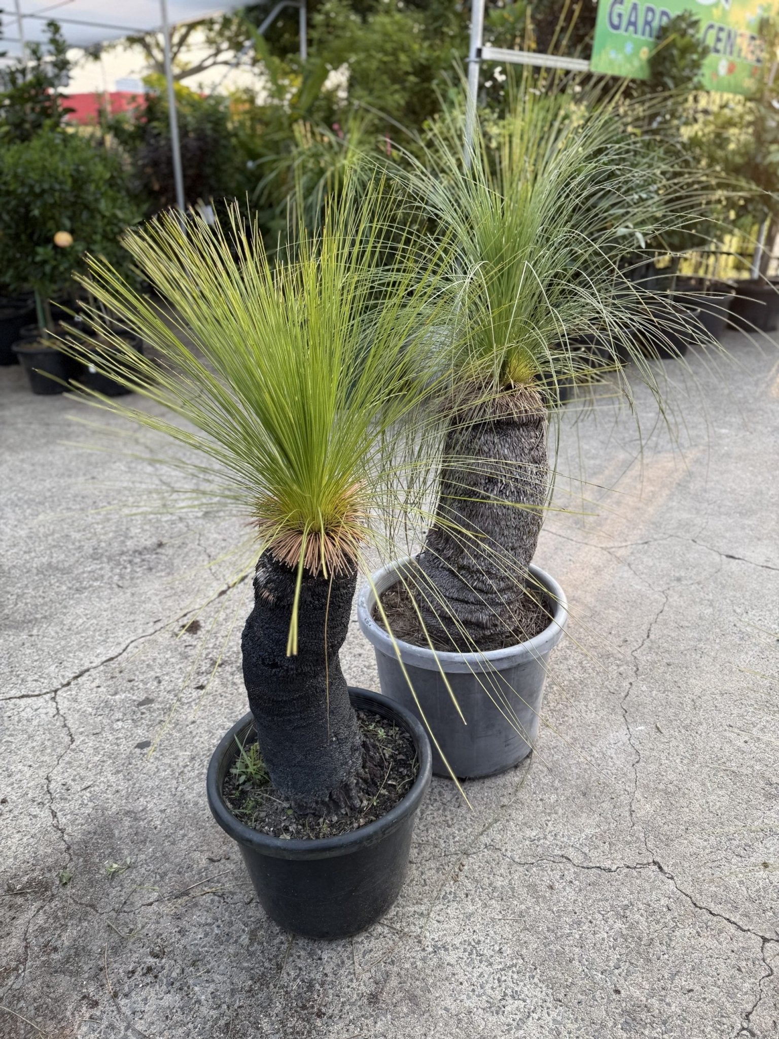 Grass Tree (Size G) PICK UP ONLY - Ladybird Nursery