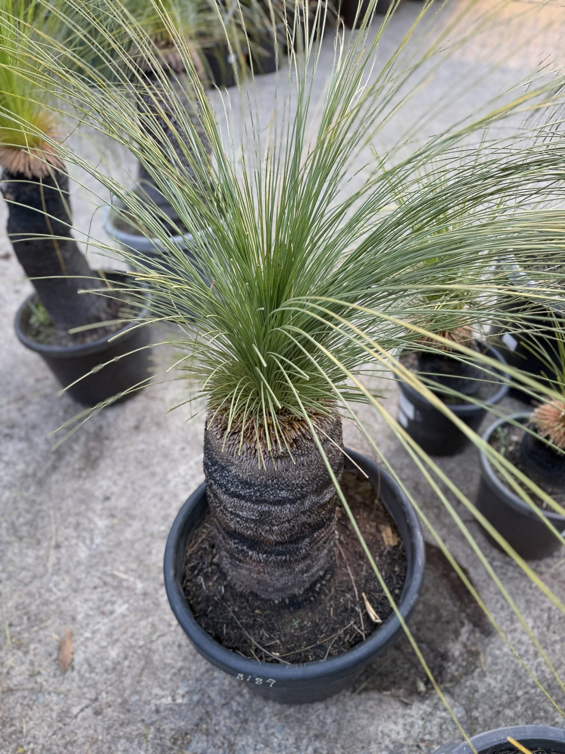 Grass Tree (Size F) PICK UP ONLY - Ladybird Nursery