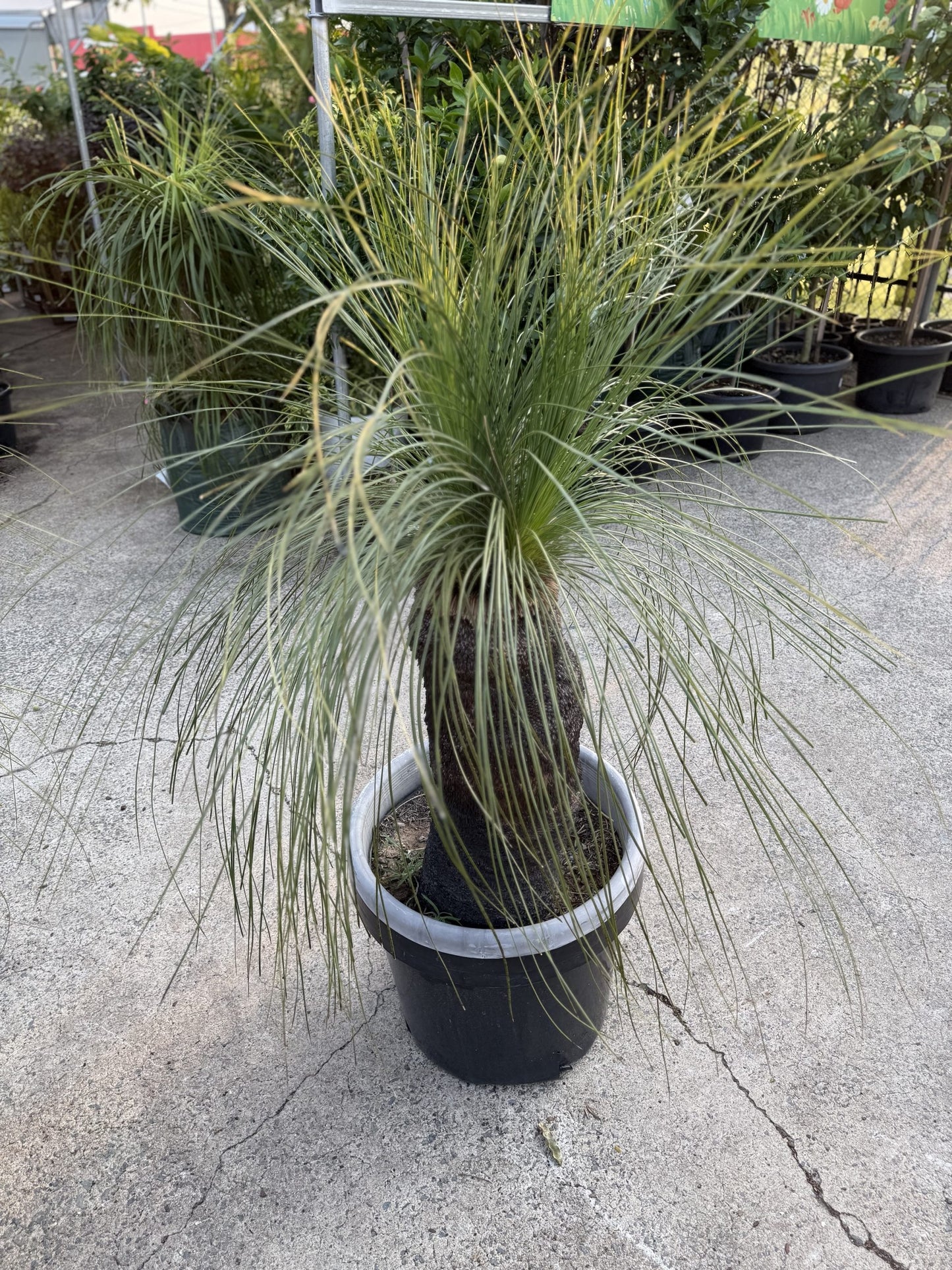 Grass Tree - Large (Size I) PICK UP ONLY