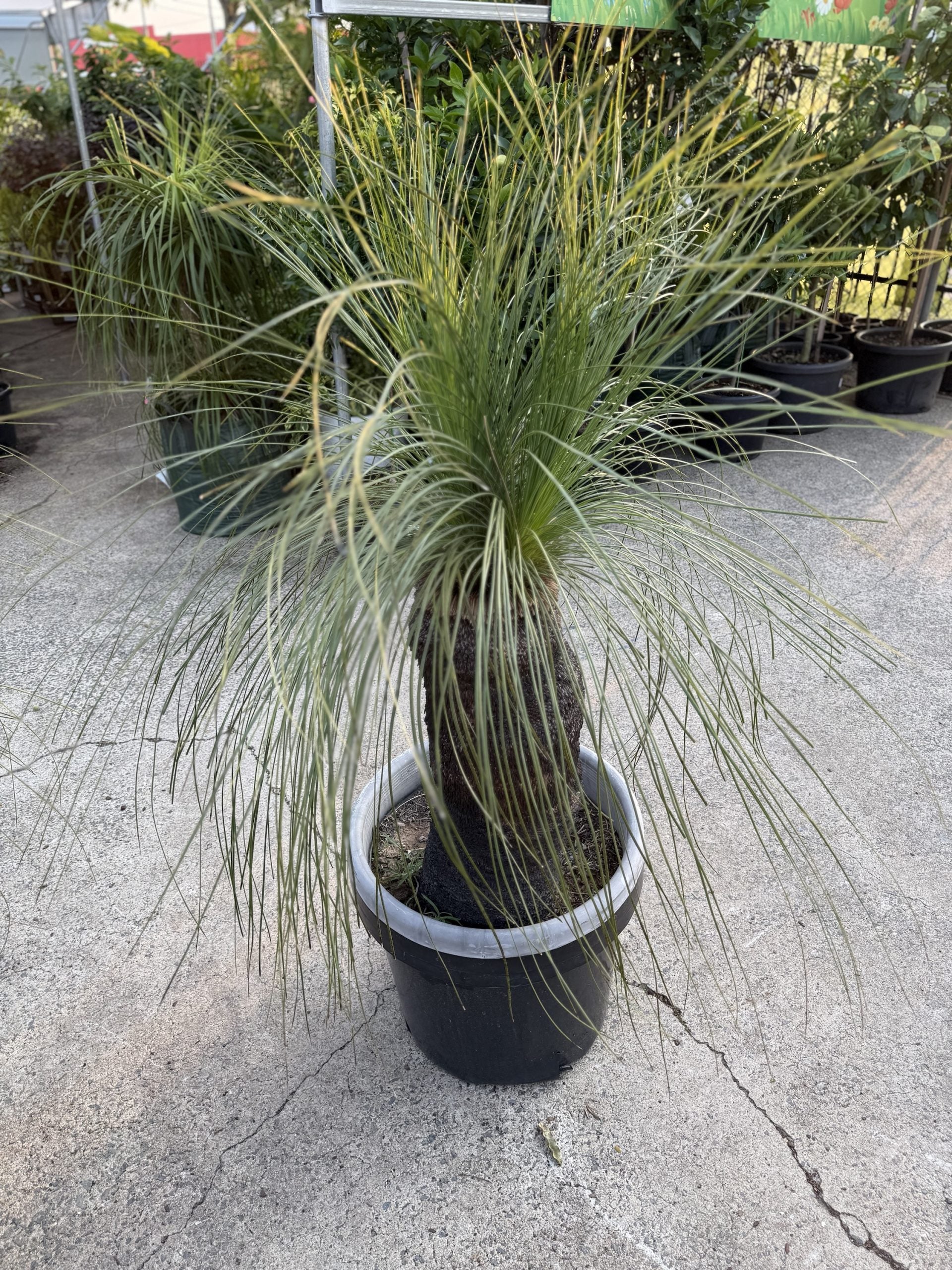Grass Tree - Large (Size I) PICK UP ONLY
